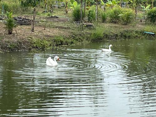 Cozy breezing countryside Pet Cozy breezing countryside Pet