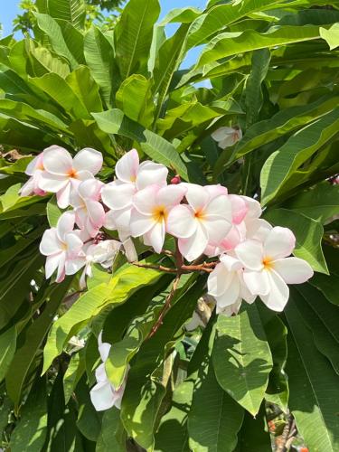 Cozy breezing countryside Pet Cozy breezing countryside Pet