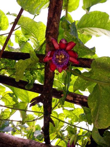 สวน, Casa Natureza in เปเรเก