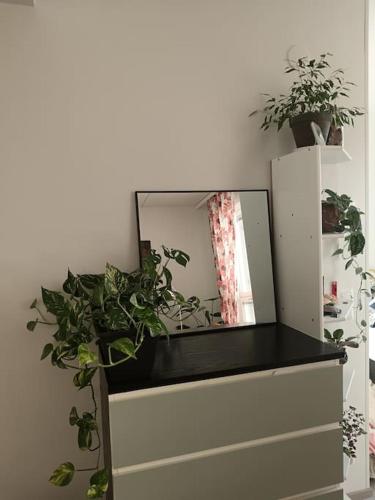 King's Oak Jungle, Helsinky (fotografie 4)