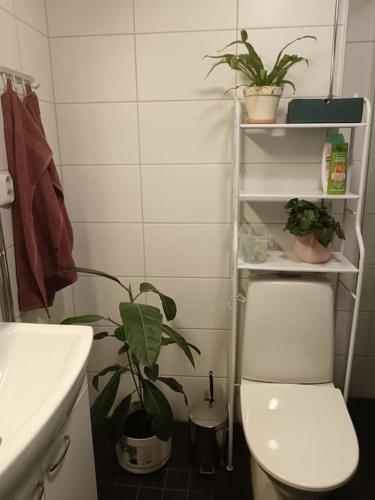 King's Oak Jungle, Helsinky (fotografie 10)