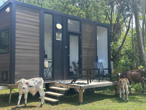 The Dacious by Tiny Away in Carmoo