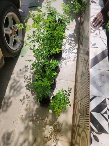 Malikia apt Mo in 薩拉昆達