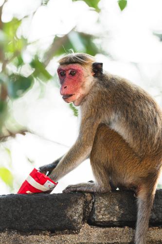 Sundaras Sigiriya Jungles Caves Resort