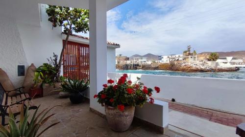 Ninfas 371