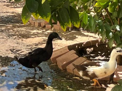 2 or 3 Rooms, Private Bath, Family and Pet Friendly in Lake Elsinore, USA