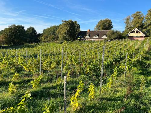 Hoheluft am Wittensee Apt 1 in 格羅斯維滕塞