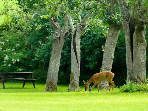 1 bed in Wedmore 51338 1 bed in Wedmore 51338