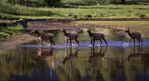 Broadmeadow Cabin - Pet Friendly - Hiking Snowshoeing Ski - Near Allenspark - Estes Park cabin in Allenspark, USA