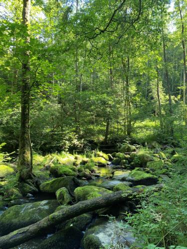 Bližnja znamenitost, Ferienwohnung Zauberwald in Dorn