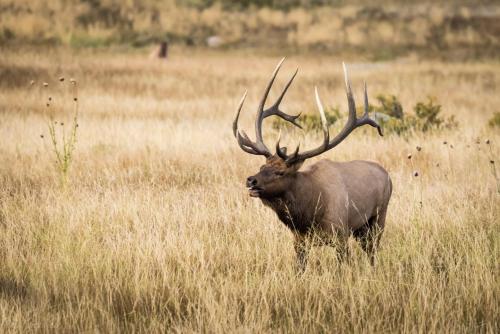 Elk Haven - image 11