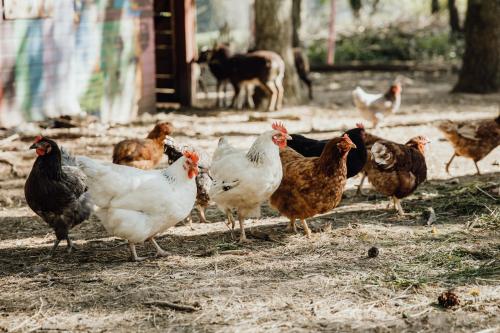 Eifelhüttchen Rotkehlchen (Eifelhuttchen Rotkehlchen) in Auderath