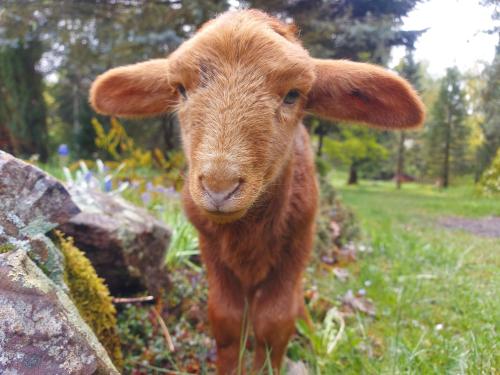 Schäferwagen Grünspecht (Schaferwagen Grunspecht) in Auderath
