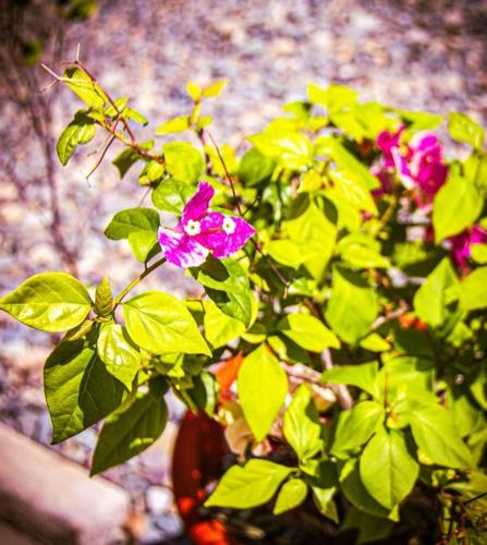 Duon Baler - Seconds from Sabang beach, your peaceful escape Duon Baler - Seconds from Sabang beach, your peaceful escape