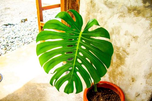 Duon Baler - Seconds from Sabang beach, your peaceful escape Duon Baler - Seconds from Sabang beach, your peaceful escape