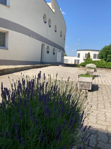 Accommodation in Dabas