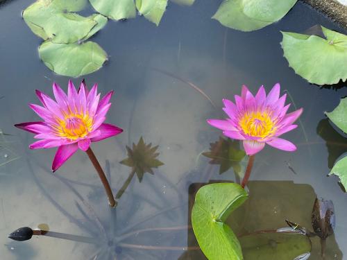 Cozy breezing countryside Pet Cozy breezing countryside Pet