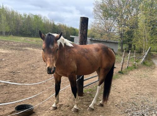 Glamping On a Horse Farm With Mini Cows in Lakes Region! in Gilmanton, USA