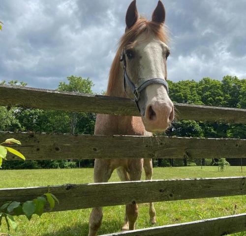 Glamping On a Horse Farm With Mini Cows in Lakes Region! in Gilmanton, USA