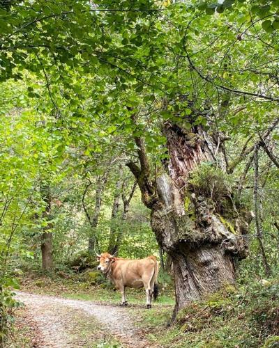 Sports and activities, Casa rural Espinareu in Pilona
