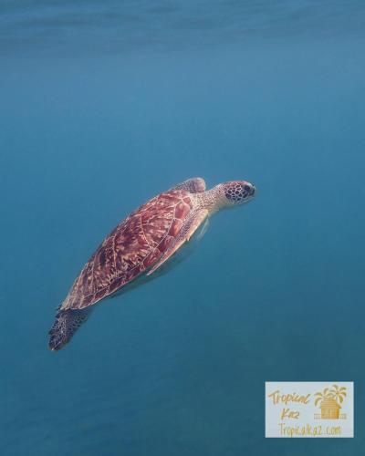 Duplex Toti la - TropicalKaz Guadeloupe, Bouillante (foto 8)