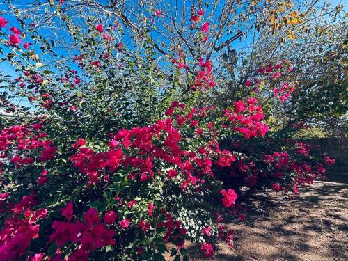 Central Phoenix, great for kids & pets, big backyard!, Phoenix (foto 9)