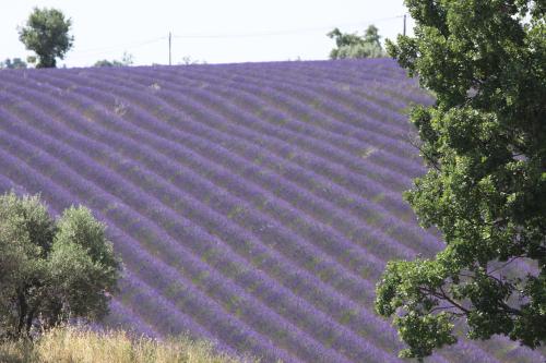 B&B La Grande Dame - Valensole