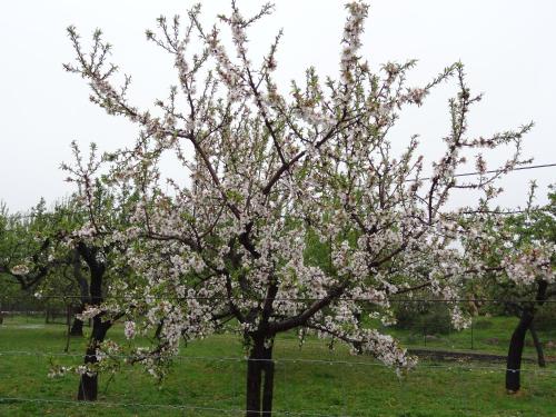 62093605 Finca Son Ametler