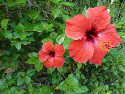 62094186 Finca Son Ametler