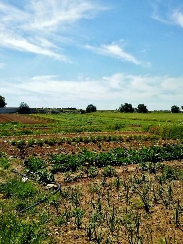 Masseria La Lizza - Ospitalità Rurale