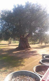 Masseria La Lizza - Ospitalità Rurale