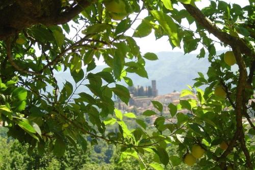 Il Trebbio, Barga (Foto 7)