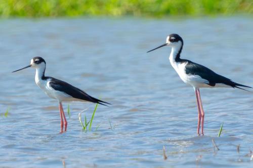 Mangrove boat tour lalo it is just a tour – khách sạn tại Damas