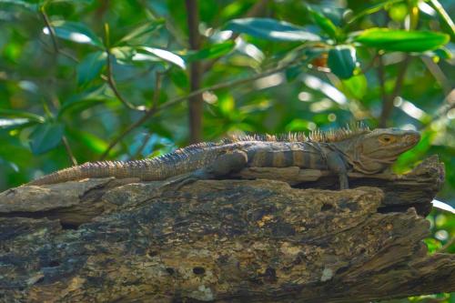 Mangrove boat tour lalo it is just a tour in Damas