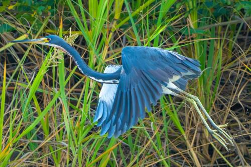 Mangrove boat tour lalo it is just a tour in Damas