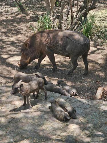 Kruger Amani Bush Retreat