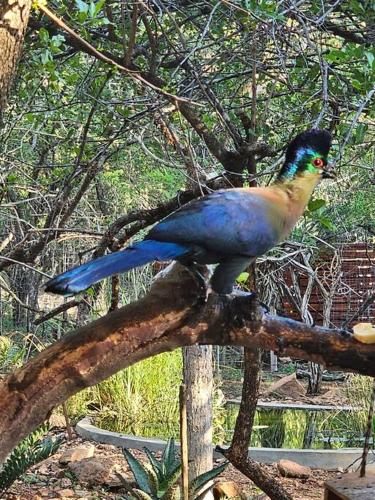 Kruger Amani Bush Retreat