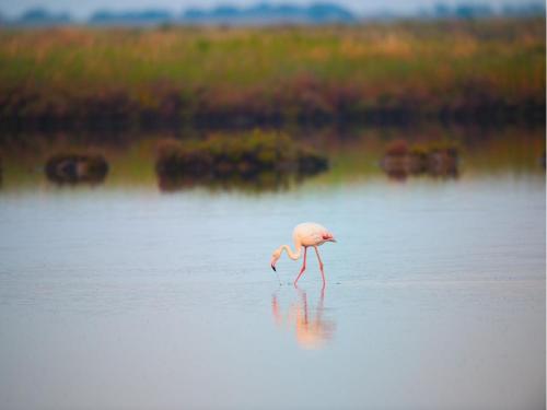 Fully renovated flat for 5 in Rosolina Mare