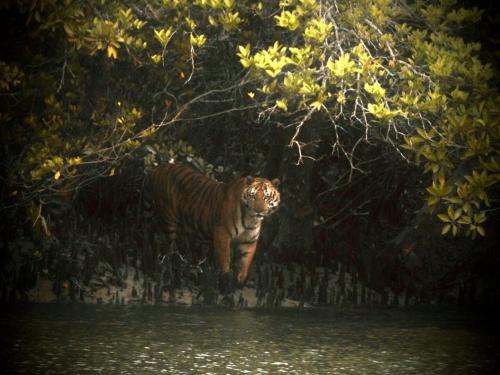 Sundarban Residency in Hamilton Abad