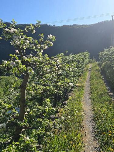 景觀, Casa Grend in 歐斯提斯