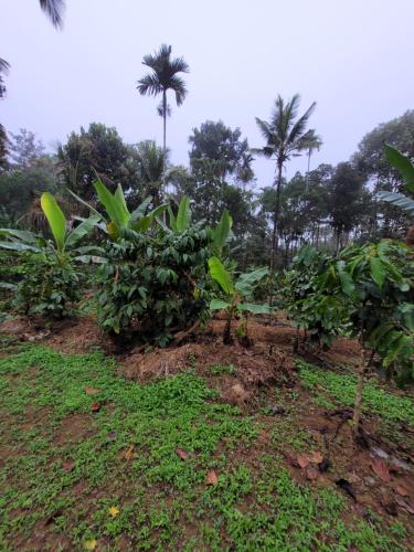 สวน, The Forest Temple in วาราดูร์
