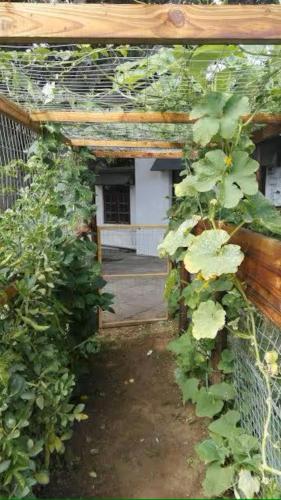 Urban Gardens