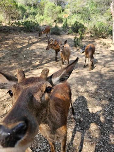 Maison Allauch La Forge in Алош