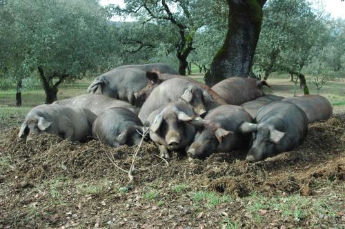 Posada San Marcos - image 7