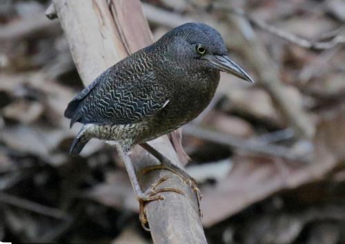 ZigzagLong in 亞蘇尼 (奧雷亞納)