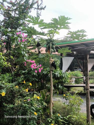 PhaluayCamping in Ko Phaluai