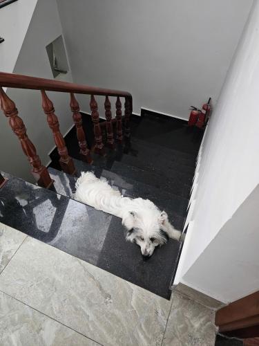 라나 홈 달랏