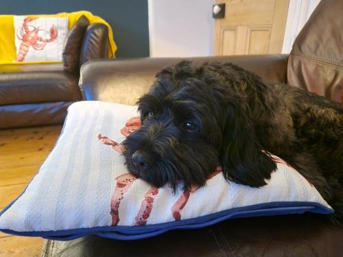 MIDSHIPS A HOLIDAY HOME IN DARTMOUTH SLEEPS UPTO 6 PEOPLE ,PET FRIENDLY , 10 MINUTES WALK TO Town CENTRE WITH PARKING included