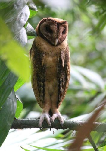 Vista exterior, Pondok Wisata Tasya Marawuwung in Likupang