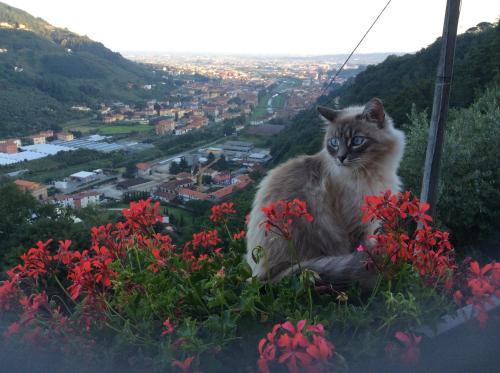 Podere Scoglio d'Oro